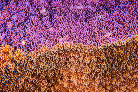 Purple vs Orange Polyps