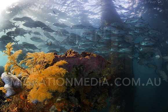 Jack School and Soft Coral