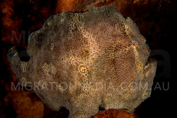 Frogfish