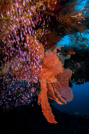 Glassfish Hiding inside Sea Fan