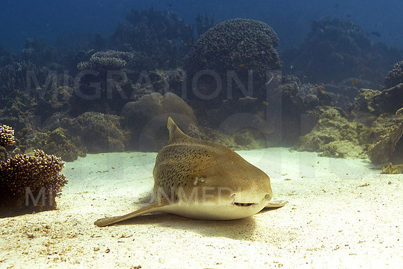 Leopard Shark Resting