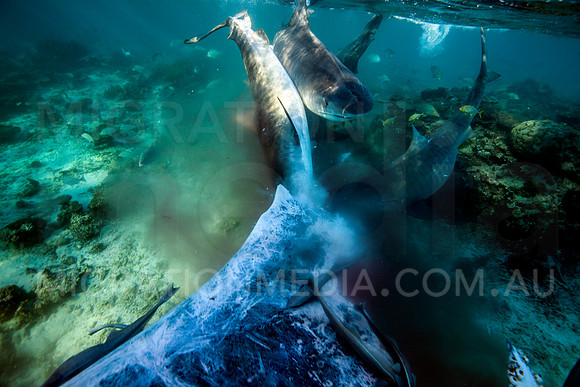 Tiger Sharks Feeding on Humpback Whale Carcass (4)