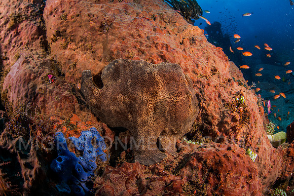 Giant Frogfish on Sponge