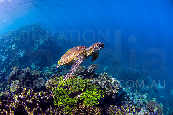 Green Turtle and Brigth Coral Reef