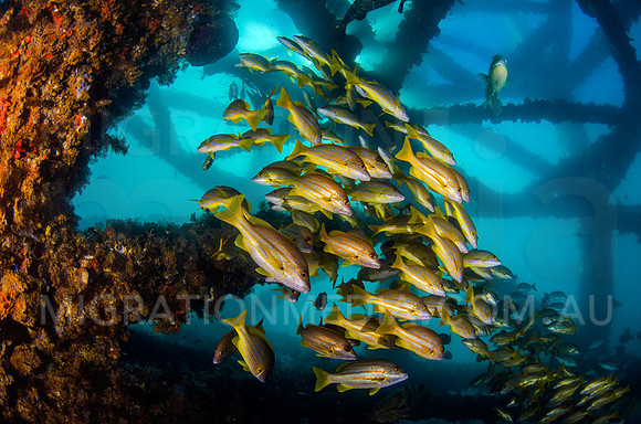 Bright Yellow Striped Snapper