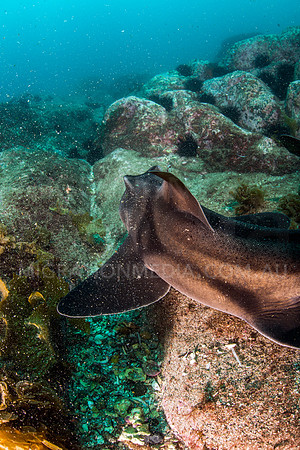 Port Jackson Shark Swimming Away