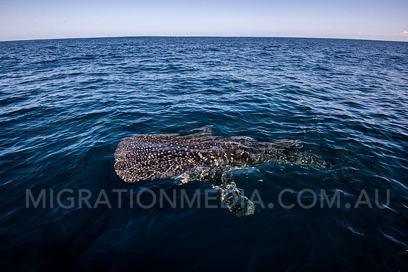 Beautiful Whaleshark at Surface