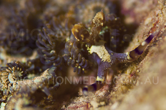 Dragon Nudi