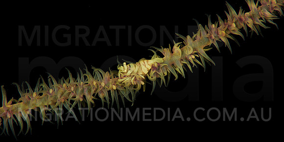 Whip Coral & Shrimp Wide