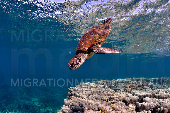 Green Turtle after Breath