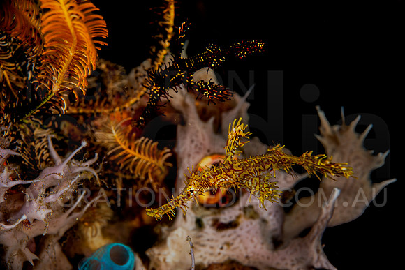 Yellow Red & Black Ornate Ghost Pipefish Hiding in Feather Star