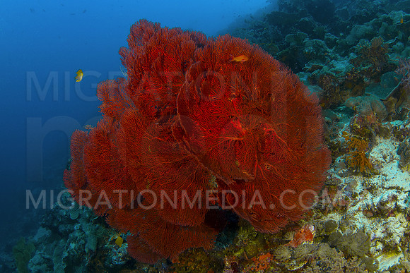 Beautiful Red Fan