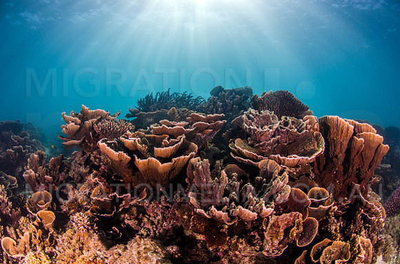 Shallow Cabbage Coral