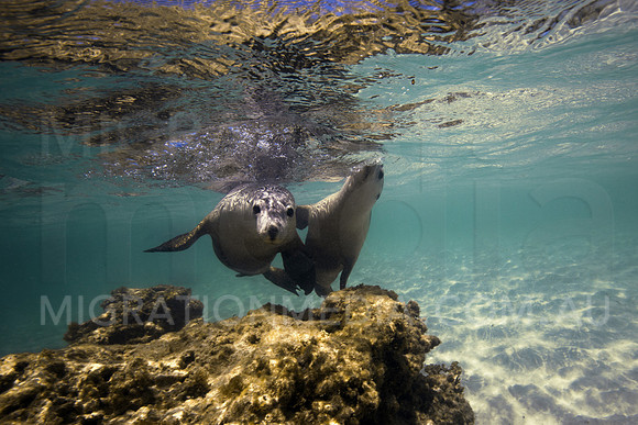 Australian Sea Lions