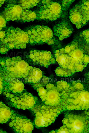 Green Acropora