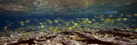 Convict Surgeonfish Scene