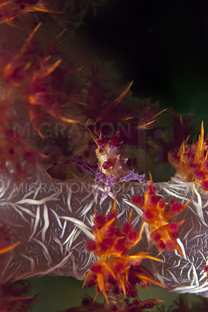 Soft Coral Crab in Soft Coral