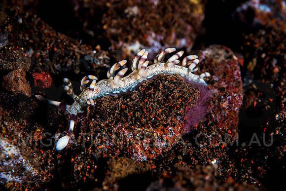 Cuthona Nudibranch (1)