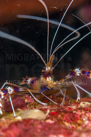 Boxer Shrimp Portrait