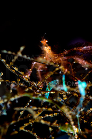 SPider Crab