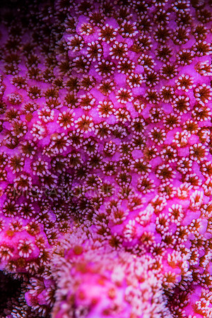 Pink Hard Coral