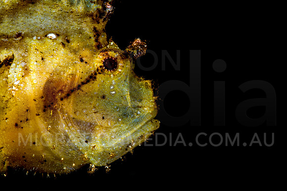 Leaf Scorpionfish Face Black Background