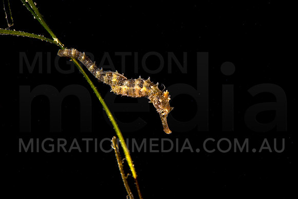 Potbelly Seahorse on Weed
