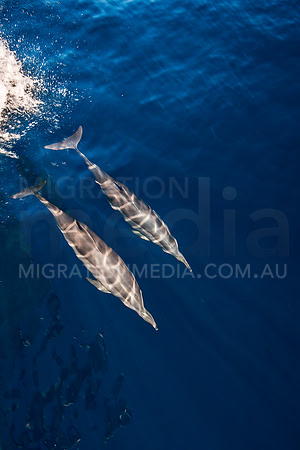 Spinner Dolphins (5)