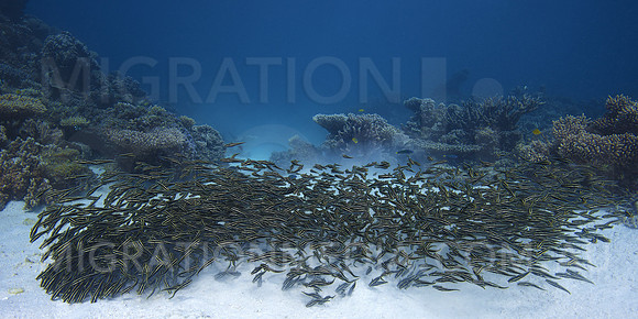 Striped Catfish Formation
