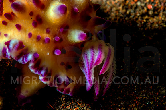 Mexichromis Nudibranch (4)