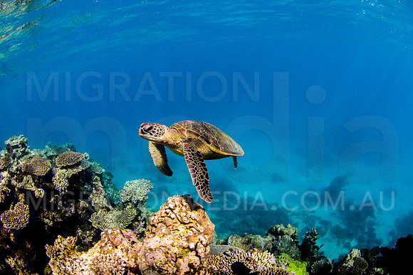 Green Turtle coming from Drop-Off