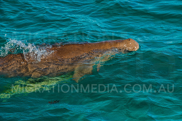 Dugong Breathing