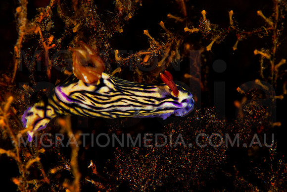 Striped Nembrotha Nudibranch Landscape