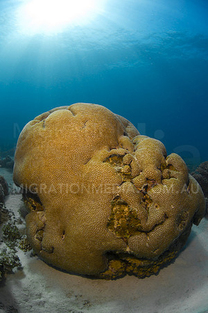 Hard Coral and Sun