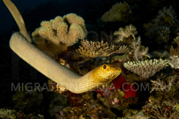 Olive Sea Snake
