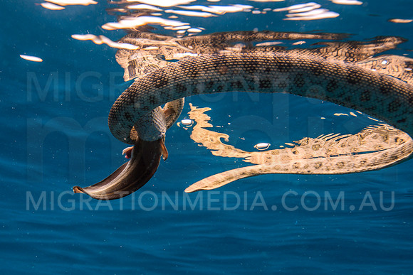 Sea Snake at Surface with Fish
