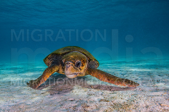 Loggerhead Turtle Dodging