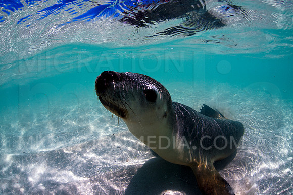 Australian Sea Lion Pup Curious
