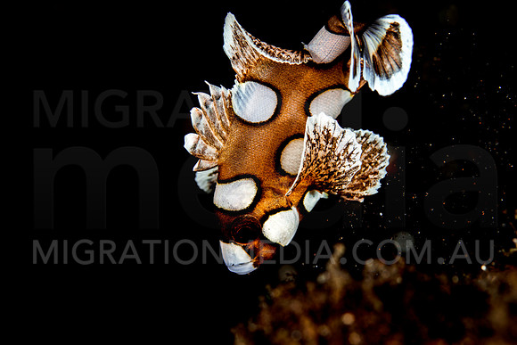 Juvenile Sweetlips Close-Up