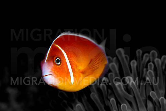 Pink Anemonefish Side Pop