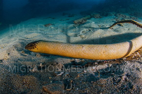 Olive Sea Snake Searching