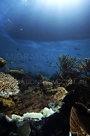 Wobbegong and Boat