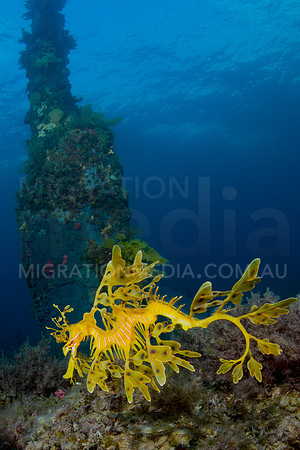 Leafy Sea Dragon Scene