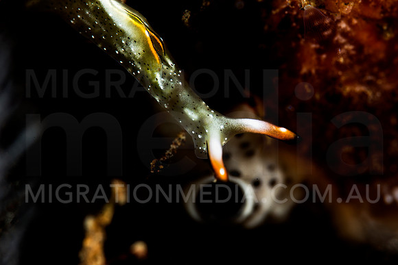 Thuridilla Nudibranch (3)
