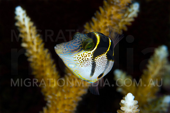 False Filefish