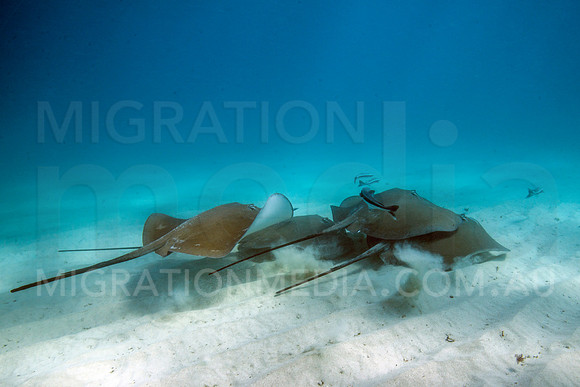 Stingray Fever