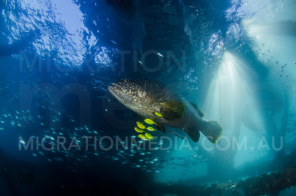 Large Queensland Grouper at Pier