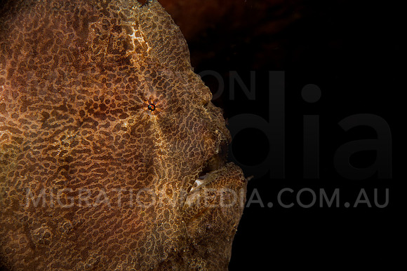 Frogfish Side Profile