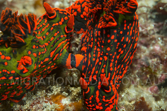 Bright Nembrotha Nudi's Mating