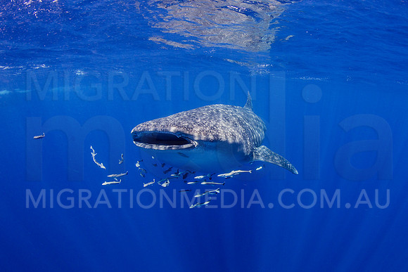 Large Whaleshark with Remoras
